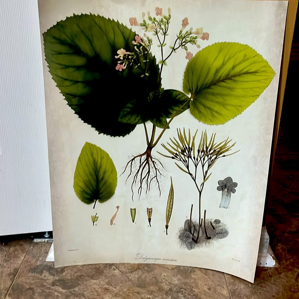 IKEA plant poster number 3